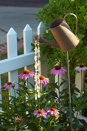 Coneflower pink