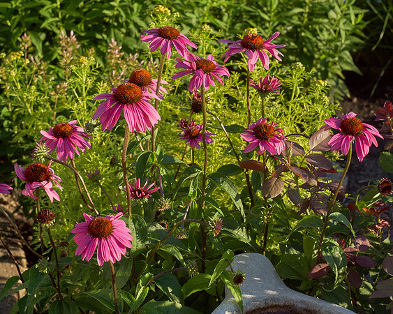 Coneflower 'Ruby Star'