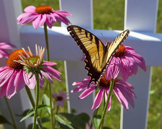 Coneflower 'Cheyenne Spirit'