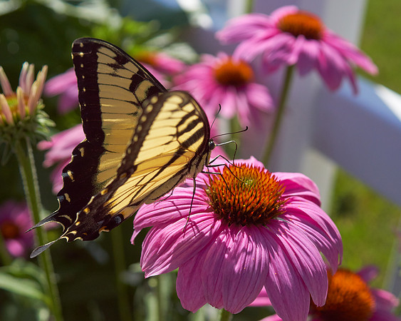 Coneflower 'Cheyenne Spirit'