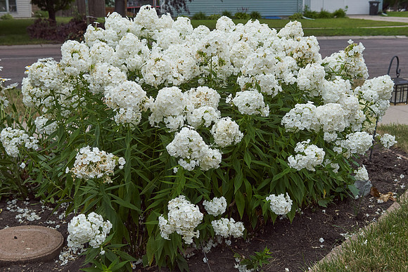 Phlox 'David'