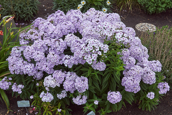 Phlox 'Blue Flame'