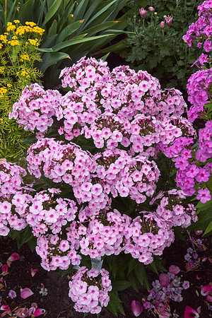 Phlox 'Cotton Candy'