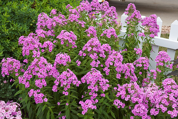 Phlox 'Baby Face'