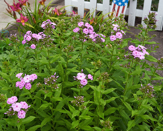 Phlox 'Shockwave'