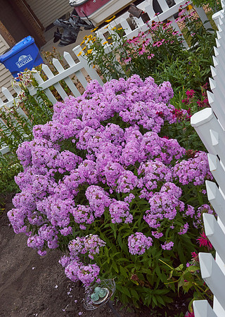 Phlox 'Pink Lady'