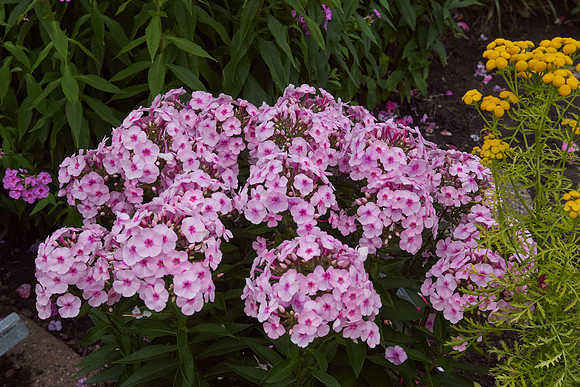 Phlox 'Cotton Candy'