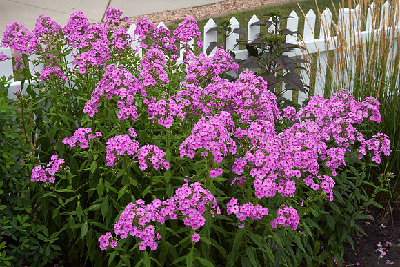 Phlox 'Baby Face'
