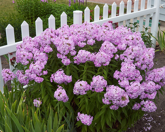 Phlox 'Pink Lady'
