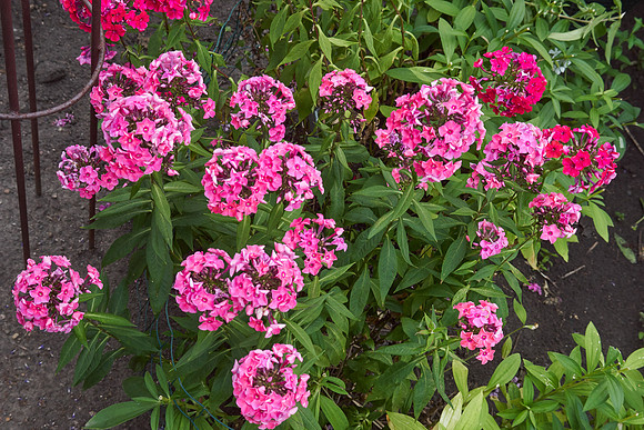 Phlox 'Coral Creme Drop'