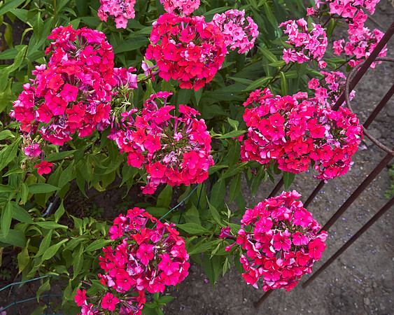 Phlox 'Starfire'