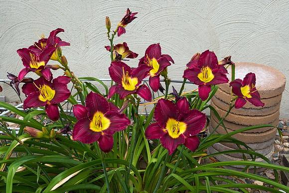 Lily Daylily 'Bela Lugosi'