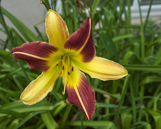 Lily DayLily 'Frans Hals'