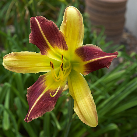 Lily DayLily 'Frans Hals'