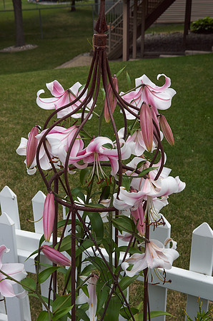 Lily, Oriental 'Mona Lisa'