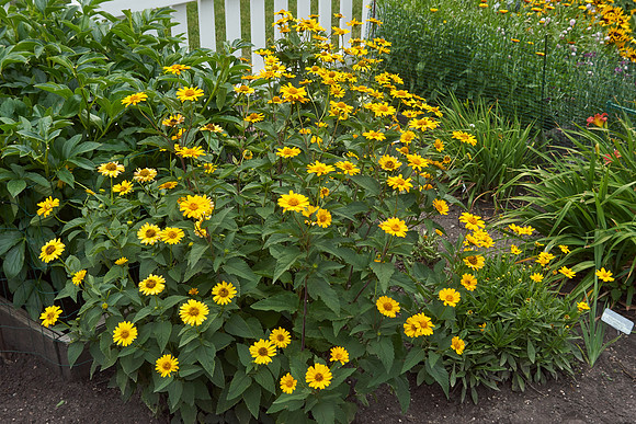 Heliopsis 'Summer Nights'