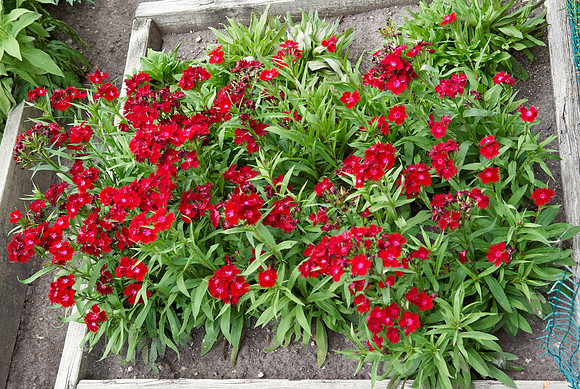 Dianthus 'Rockin' Red'