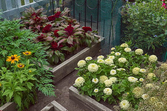 Zinnia 'White Wedding'