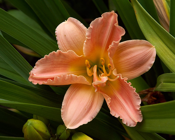 Lily Daylily 'Siloam Double Classic'