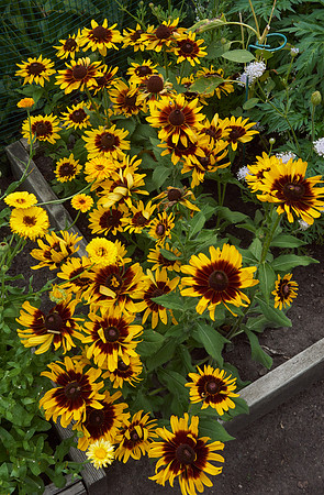 Rudbeckia 'Denver Daisy'