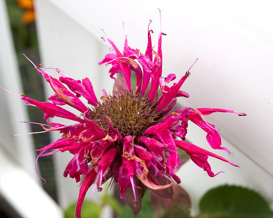 Monarda 'Raspberry Wine'