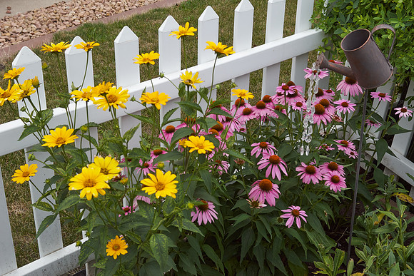 Coneflower pink