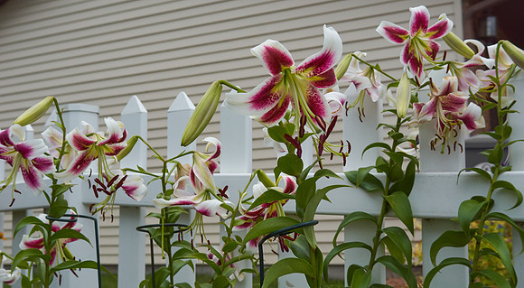 Lily, Oriental white red