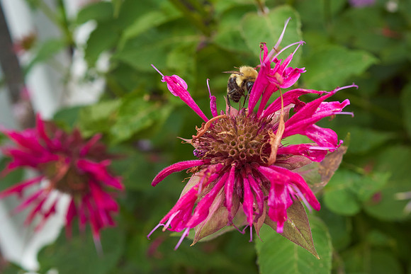 Monarda 'Raspberry Wine'