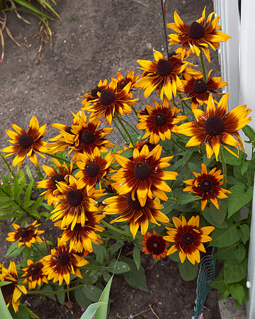 Rudbeckia 'Autumn Forest'
