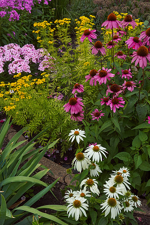 Coneflower 'Pow Wow White'