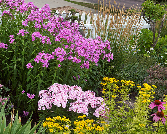 Phlox 'Baby Face'