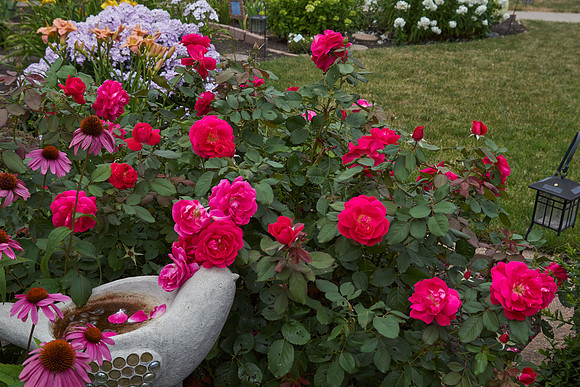 Rose 'Winnipeg Park'