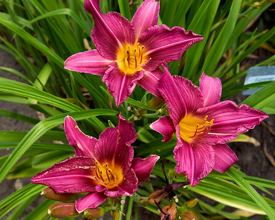 Lily Daylily 'Summer Wine'