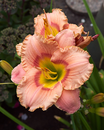 Lily Daylily orange