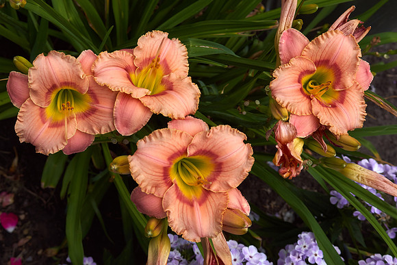 Lily Daylily orange