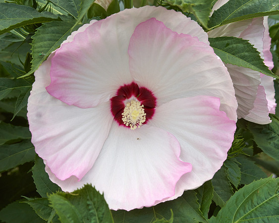 Hibiscus 'Ballet Slippers'