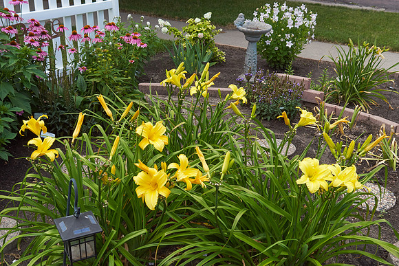 Lily Daylily 'Star Struck'