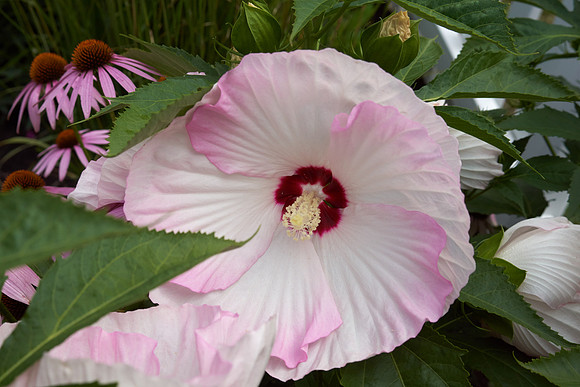 Hibiscus 'Ballet Slippers'