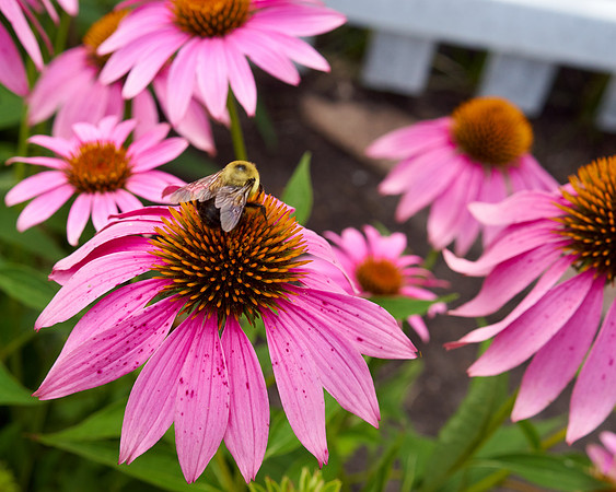 Coneflower 'Wild Berry'