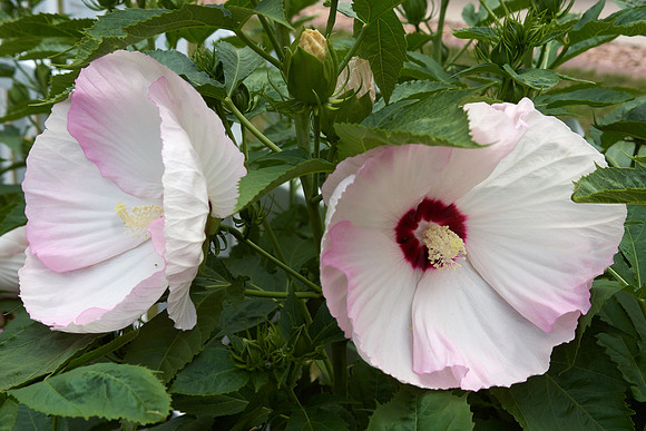Hibiscus 'Ballet Slippers'