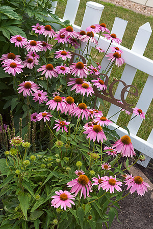 Coneflower 'Wild Berry'