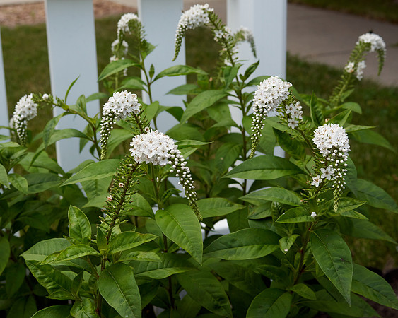 Gooseneck Loosestrife