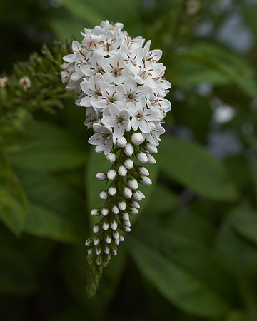 Gooseneck Loosestrife