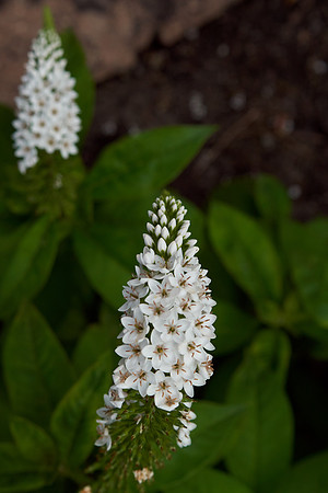 Gooseneck Loosestrife