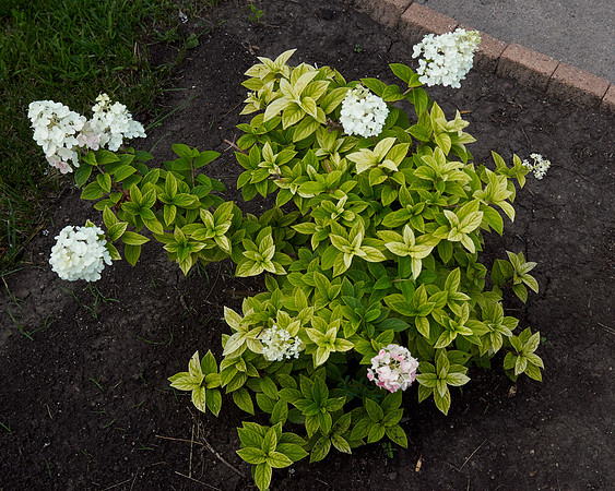 Hydrangea 'Strawberry Sundae'