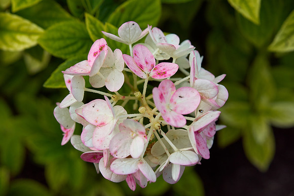 Hydrangea 'Strawberry Sundae'