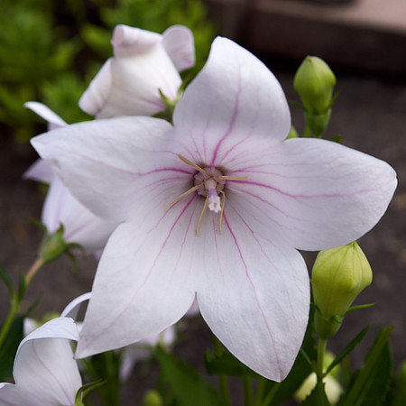 Bellflower 'Peachleaf'