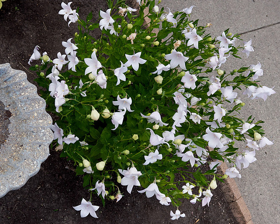 Bellflower 'Peachleaf'