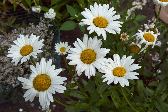 Daisy, Shasta 'Becky'