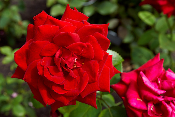 Rose 'Ingrid Bergman'